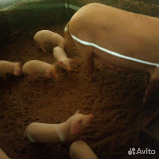 Продажа поросят породы ландрас