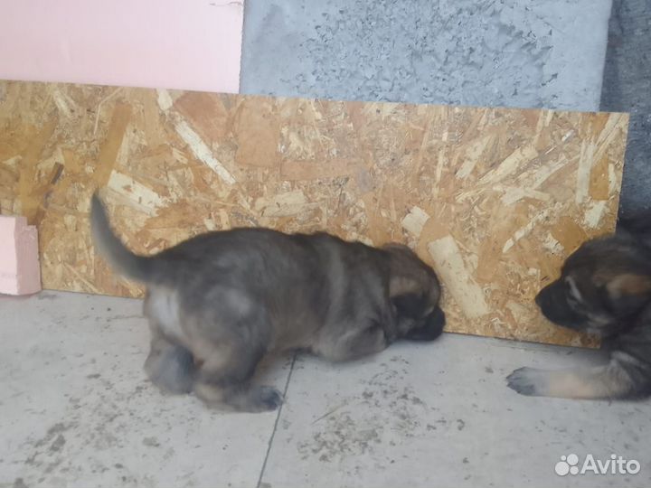 Домашние животные бесплатно собаки щенки