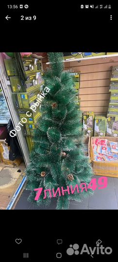 Сосна новогодняя (в наличии)