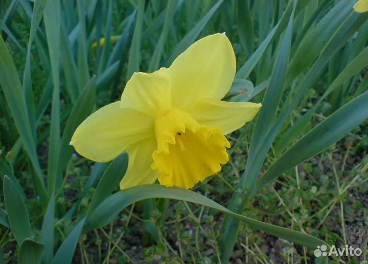 Луковицы нарциссов