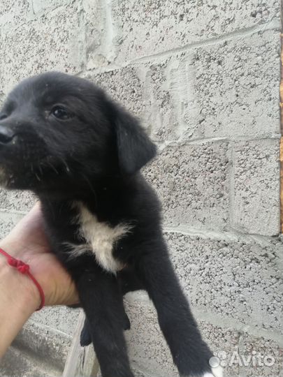 Отдам бесплатно щенков