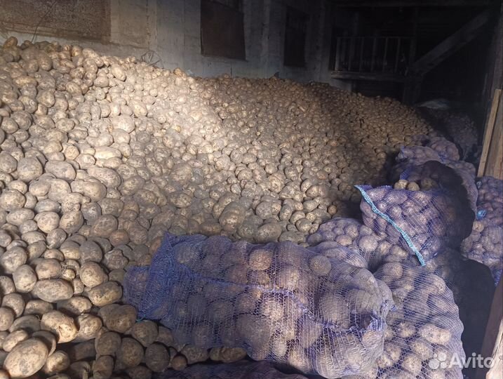 Семенной картофель