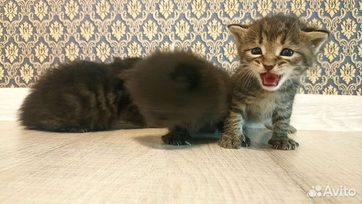 Кошки мейн-кун