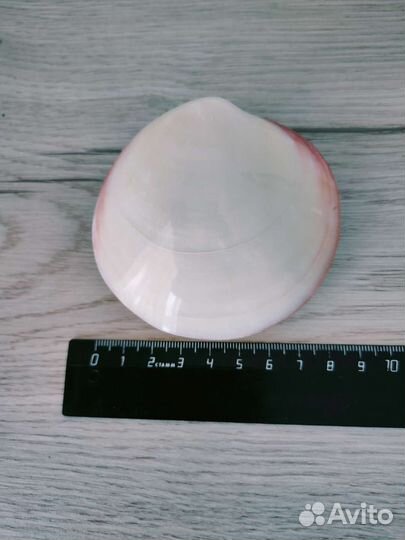 Морские ракушки раковины