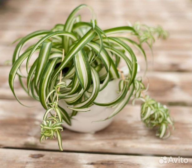 Комнатные Сингониум,хлорофитум,сеткреазия