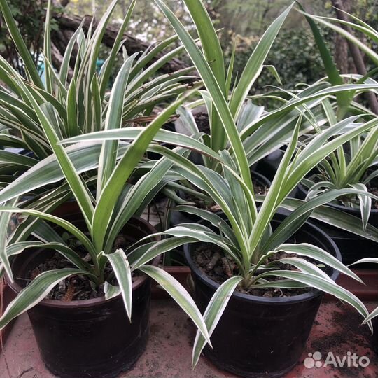 Хлорофитум