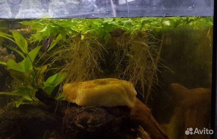 Растения для аквариума бесплатно