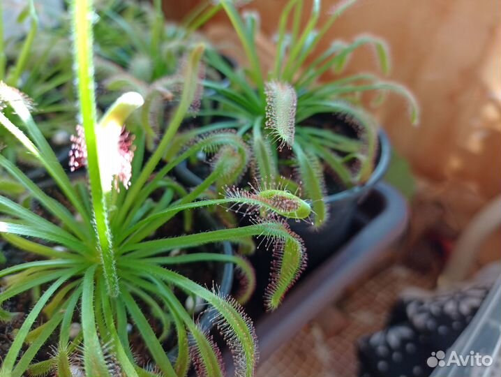 Росянка капская/Drosera capensis (хищное растение)