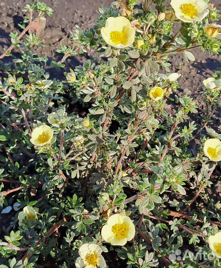 Саженцы декоративных кустарников