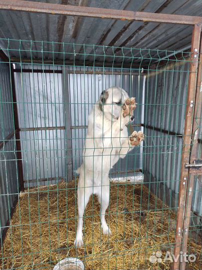 Собака алабай