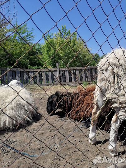 Баран дорпер 75% и 3 ярки