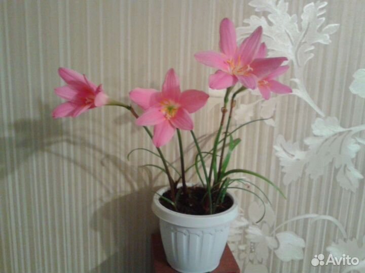 Растения,цветы.Шефлера