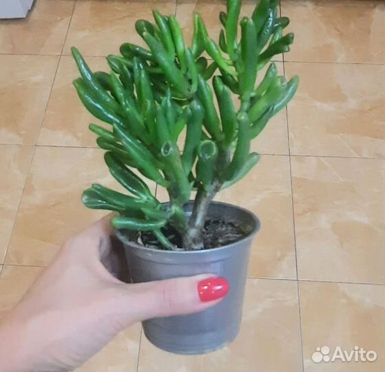 Кактусы и суккуленты