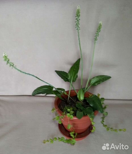 Дримиопсис пятнистый клубень и вербенник монетчат