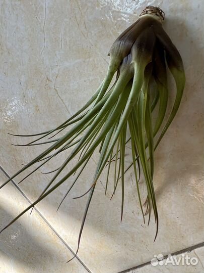 Тилландсия атмосферная Меланократер Ред