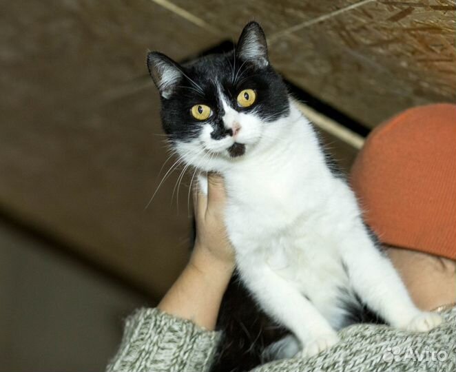 Флейта нуждается в доме