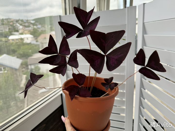 Кислица оксалис