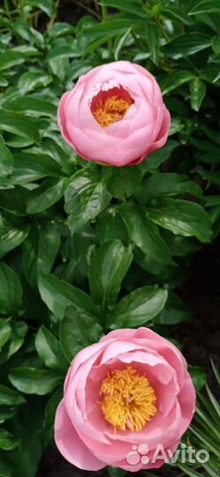 Пион Salmon Dream на осень 2023 года