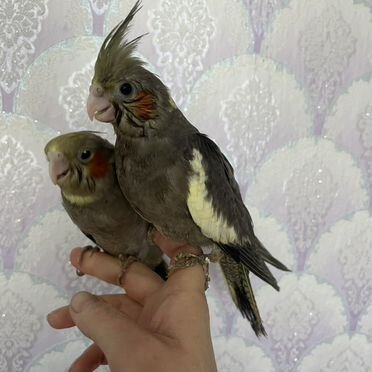 Попугай корелла ручной, розелла пенантовая ручная