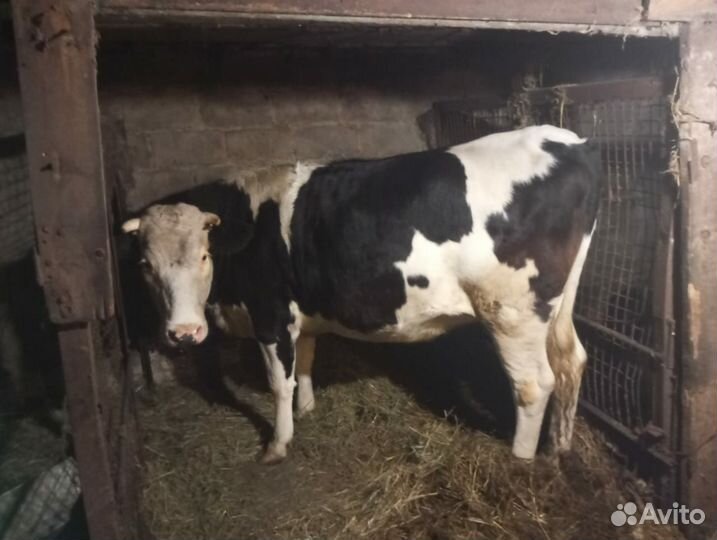 Телка стельная