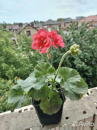 Пеларгония герань (коралловая)