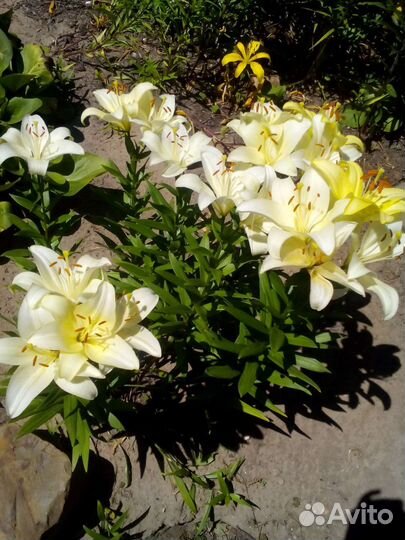 Лилии луковицы