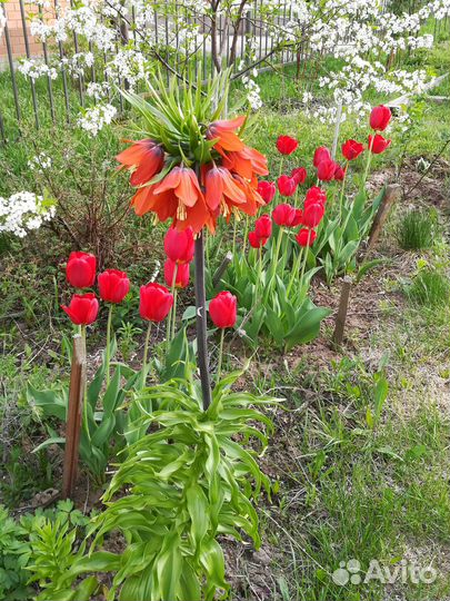 Луковицы тюльпанов