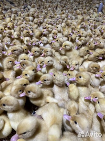 Утята Черри-Вэлли