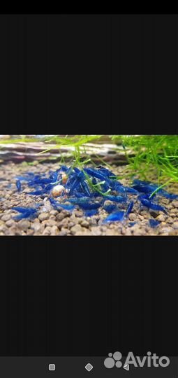 Аквариумные 