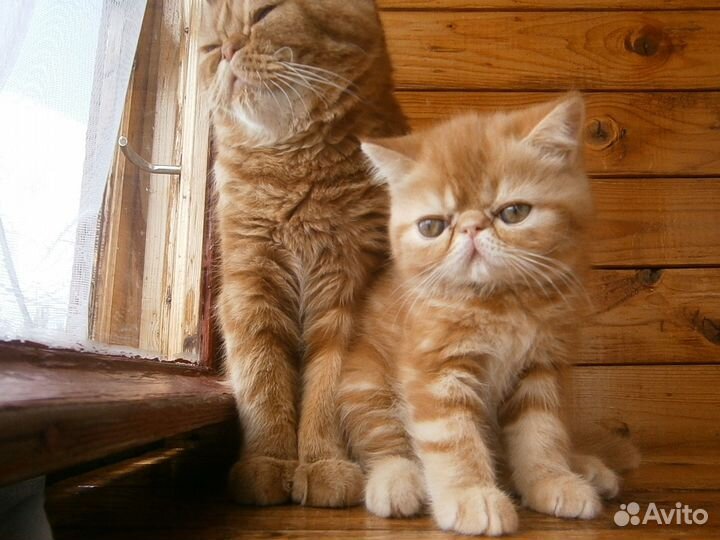 Котята Экзоты Девочки и Мальчики