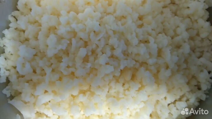 Молочный гриб