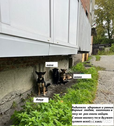 Собака друг человека