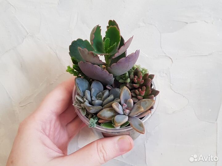 Кактусы и суккуленты. Минисадики