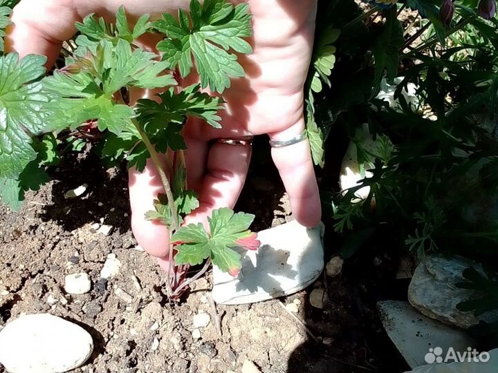 Герань Гималайская