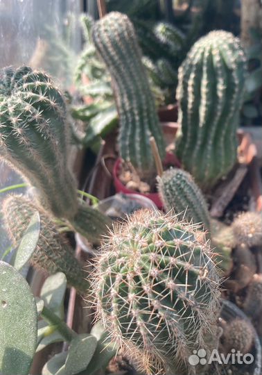 Кактус эхинопсис