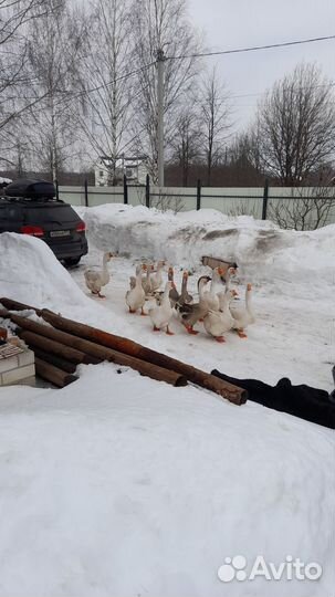 Гусь Холмогор