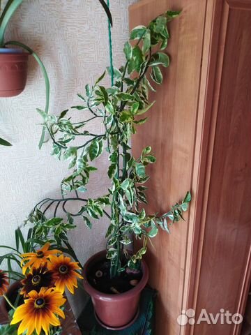 Цветок для дома