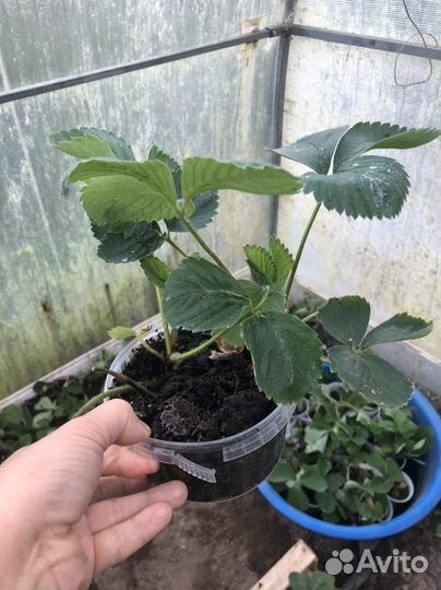 Усы виктории, рассада клубники сорт лорд талисм