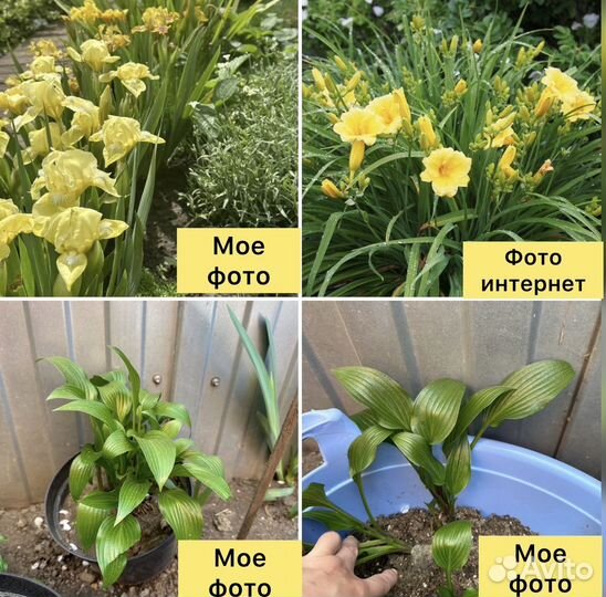 Хосты, лилейник, ирисы