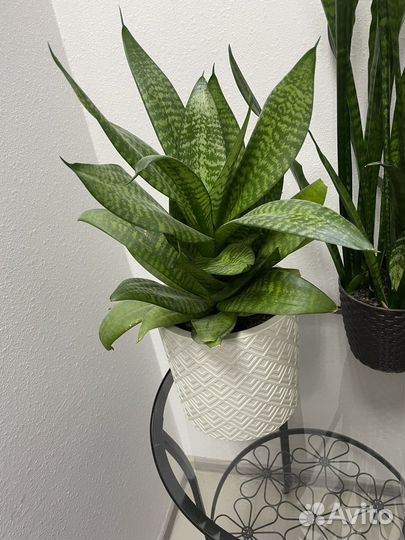 Сансевиерия