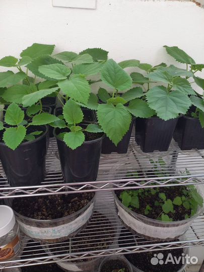 Павловния (саженцы 6 месячные)