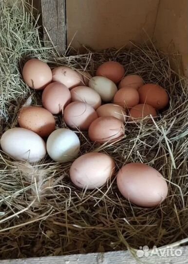 Домашние куриные яйца