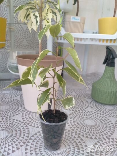 Фикус Бенджамина Бафт