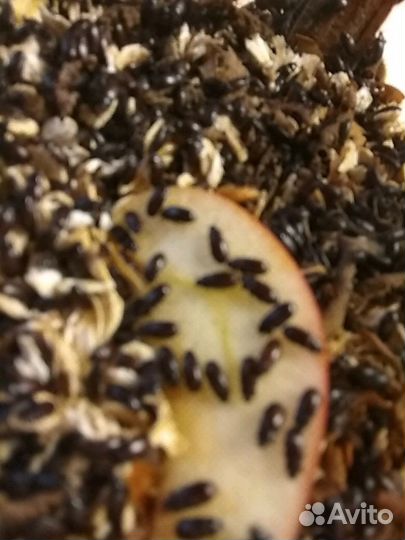 Жук знахарь