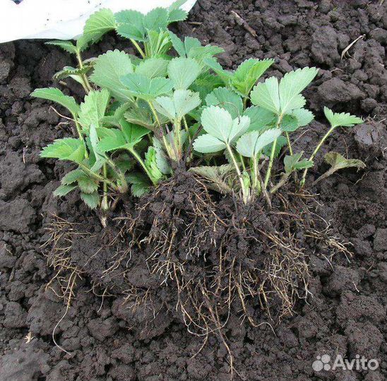 Клубника расада