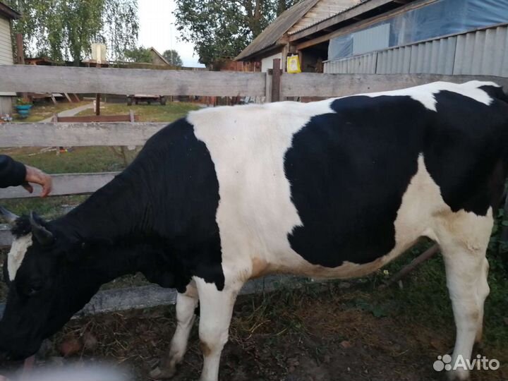 Телки стельные