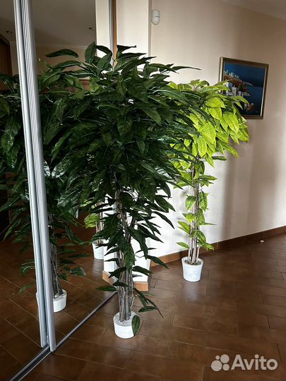 Искуственное дерево манго, искуственные растения