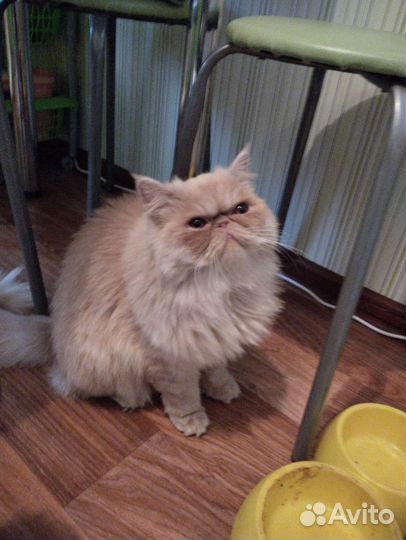 Персидская кошка