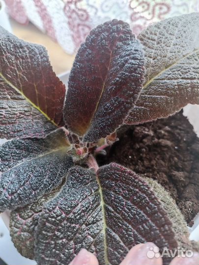 Цветы эписция