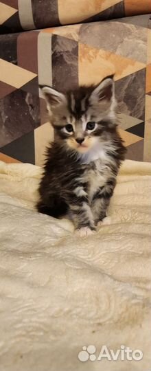 Котята мейн-кун